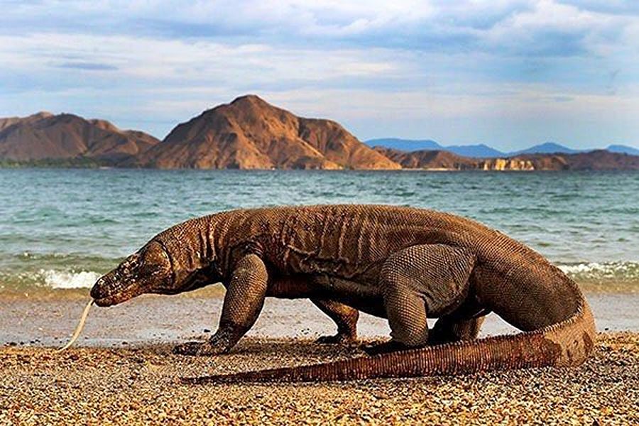 Komodo Dragon trekking