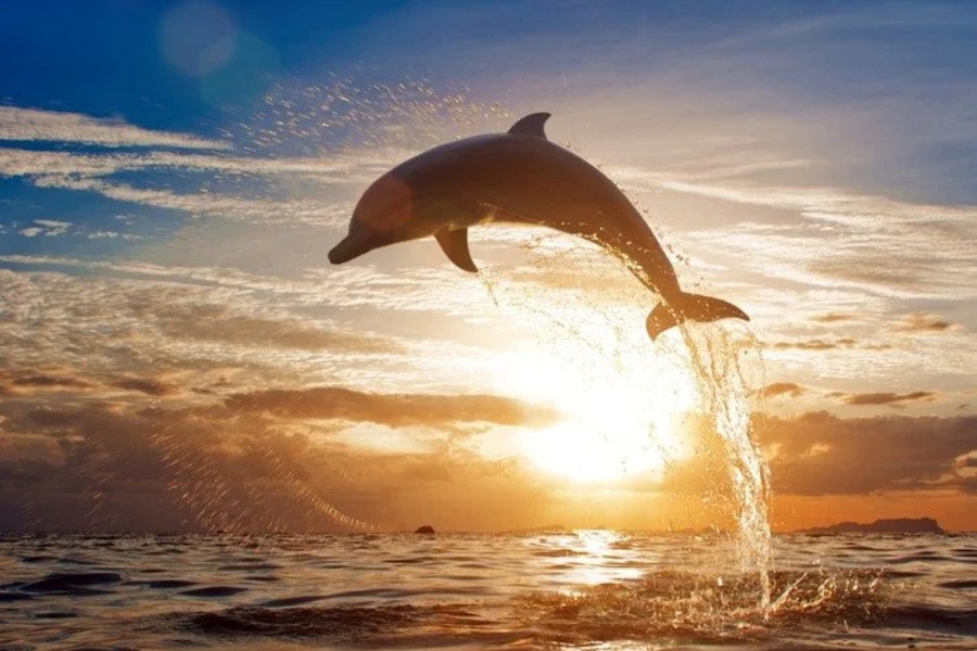 dolphin lovina (2)